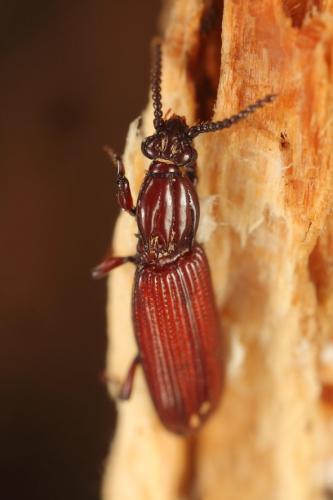 Rhysodes sulcatus